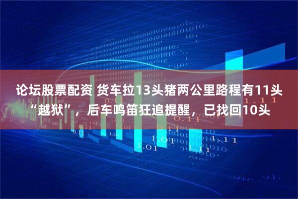 论坛股票配资 货车拉13头猪两公里路程有11头“越狱”，后车鸣笛狂追提醒，已找回10头